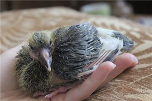 Как размножаются голуби