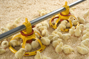 Советы по уходу и кормлению цыплят