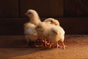 Цыплята курицы