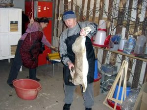 Убой кролика в домашних условиях