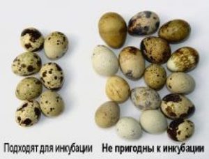 Инкубация перепелиных яиц
