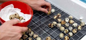 Вывод перепелов в инкубаторе в домашних условиях