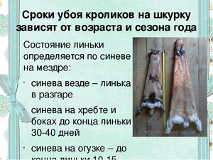 Как сохранить шкурку кролика