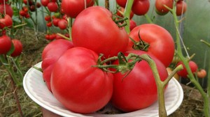 Розовый абаканский сорт