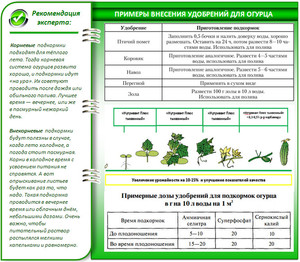 Советы по подкормке огурцов