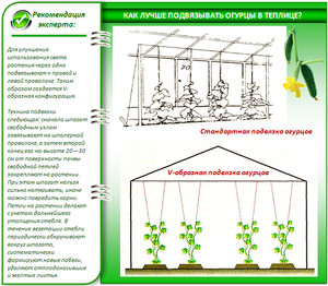 Выращивание огурцов