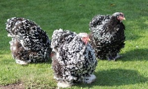 Куры породы кохинхин