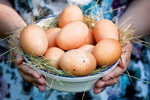 Яйценоскость кур