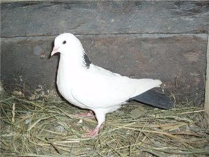 Как ведут себя голуби бакинской породы