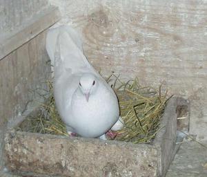 Голуби бакиннцы