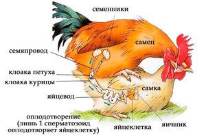 Петух топчет курочку