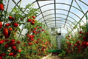 Сорта для выращивания в теплице