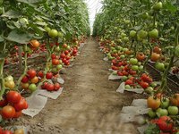 Как построить теплицу