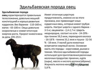 Разведение овец