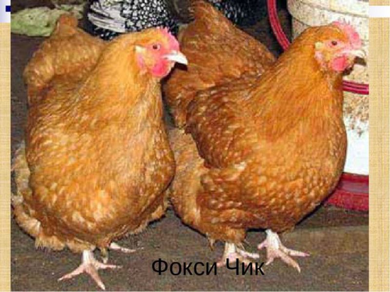 Куры фокси-чик изображение Куры фокси-чик фото