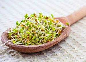 Пророщенное зерно для кур