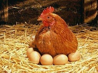 Курица-несушка фото