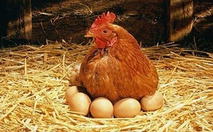 Курица-несушка фото