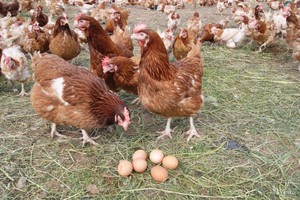 Хайсекс браун
