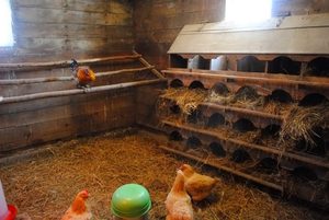 Устройство курятника фото