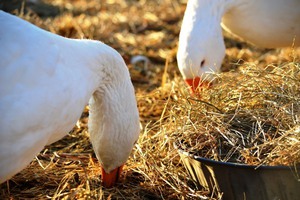 Правильный корм для гусей фото