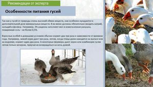Особенности питания гусей фото
