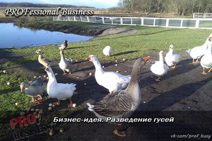 Разведение гусей как бизнес  фото