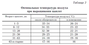 Выращивание цыплят