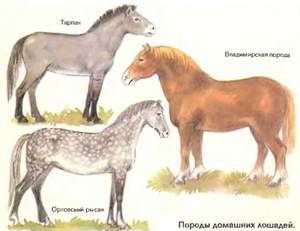 Самые красивые породы лошадей