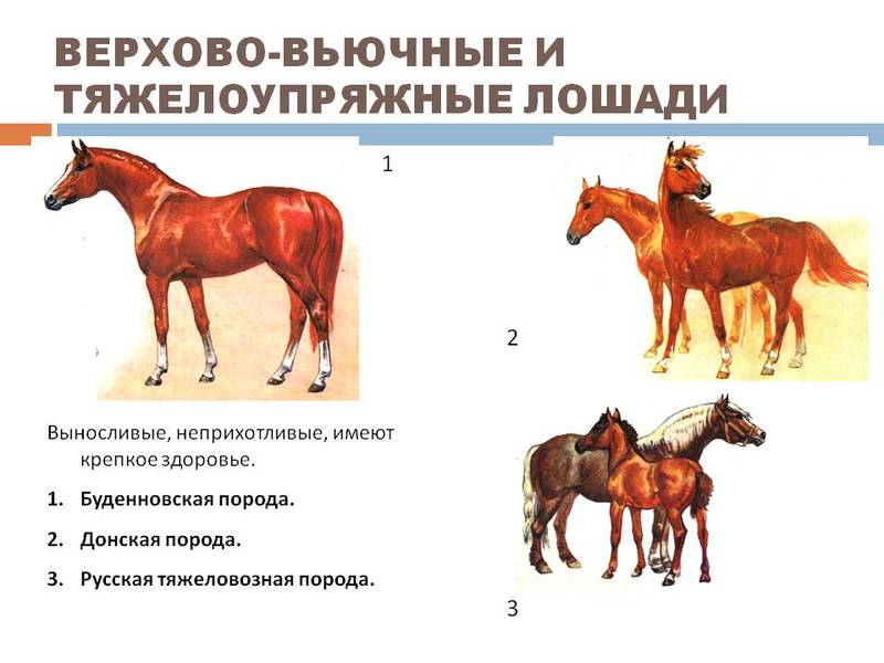 Породы лошадей Особенности строения тела лошади по породе