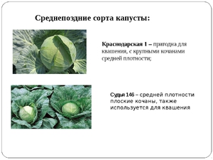Лучшие среднепоздние сорта 
