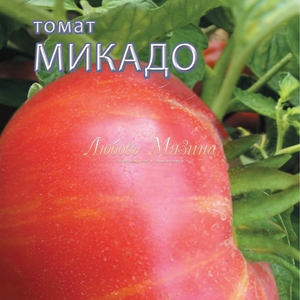 Помидоры микадо