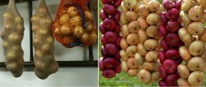 Как хранить репчатый лук