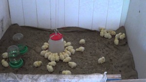 Маленькие индюшата фото