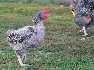 Питание кур в период линьки фото