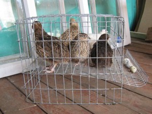 Из чего можно сделать клетку для препелов