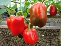 Калифорнийское чудо