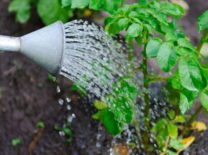 Поливаем картофель