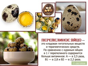 Перепелиное яйцо  фото