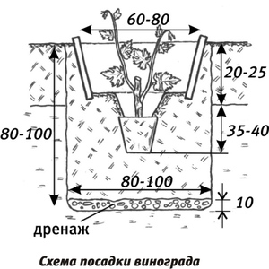 Как высадить виноград