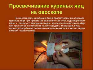 Инкубация куриных яиц 
