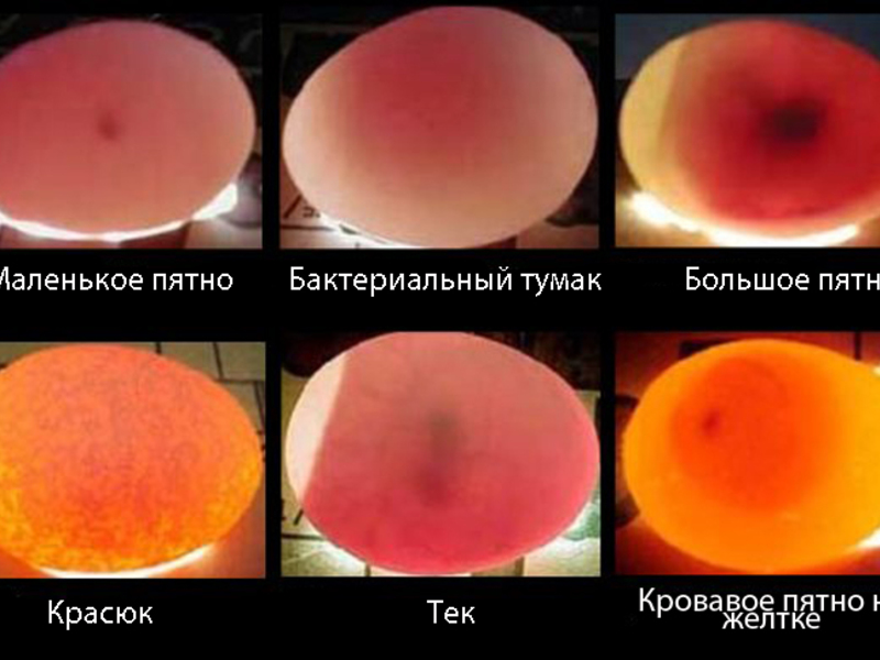 Овоскопирование по дням Правила овоскопирования яиц
