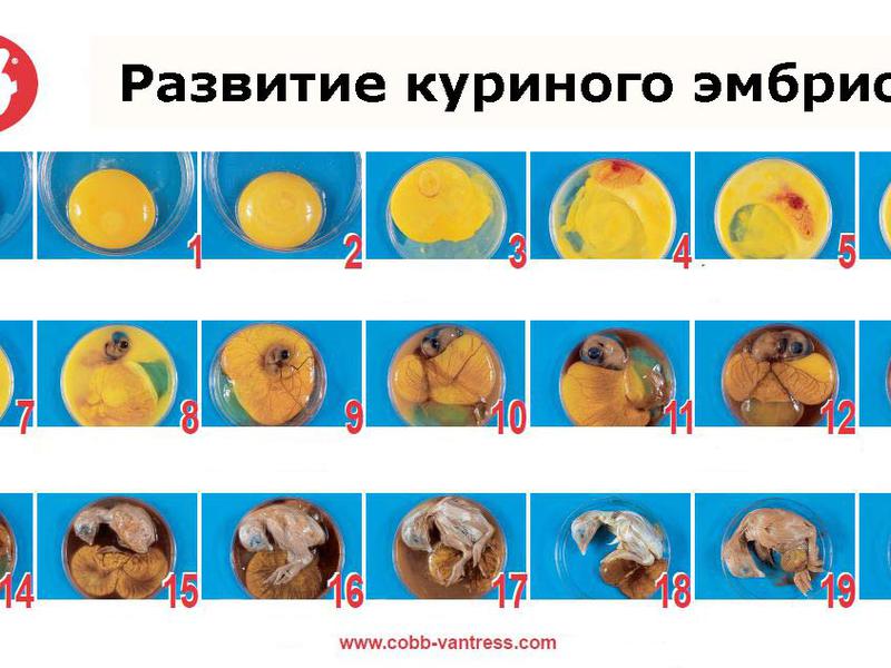 Правильная инкубация яиц Разные таблицы инкубации