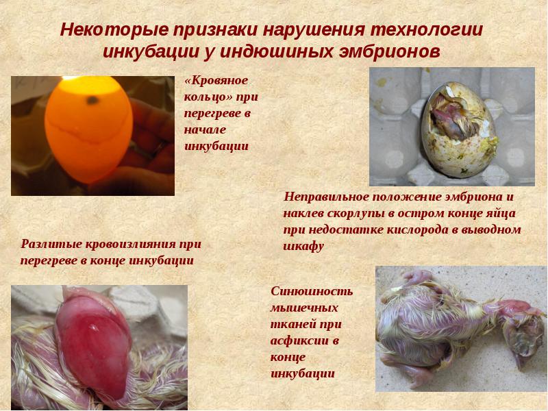 Что такое овоскопирование яиц Процесс овоскопирования яиц