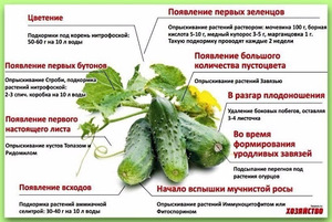 Посадка огурцов в теплице