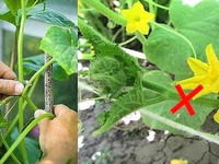 Как вырастить огурцы