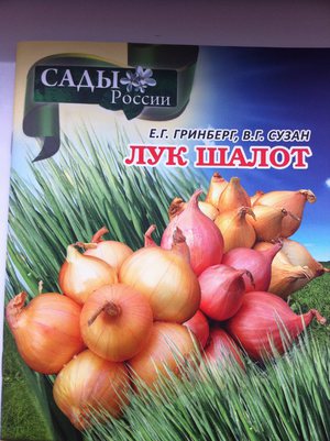 Особенности выращивания лука