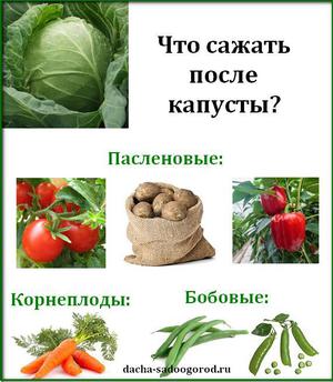Что посадить после капусты