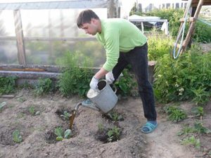Как выращивать куоьтуры по последовательностью