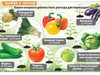 Как посадить капусту